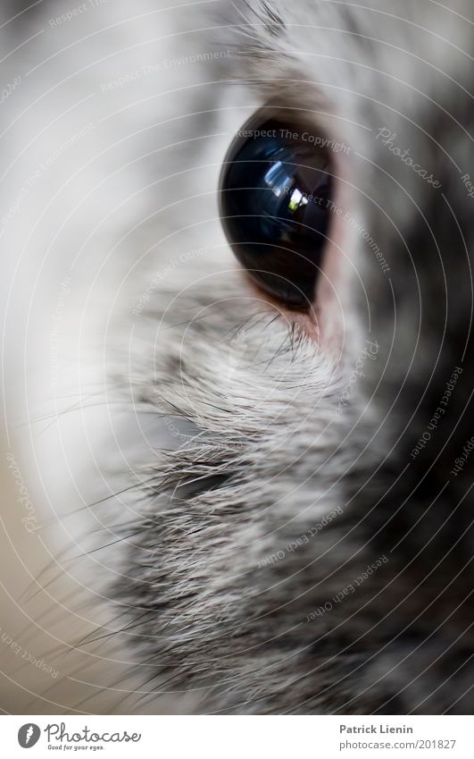Eye of the tiger Tier Haustier Blick Hase & Kaninchen Reflexion & Spiegelung grau schwarz süß direkt groß Farbfoto Innenaufnahme Nahaufnahme Menschenleer