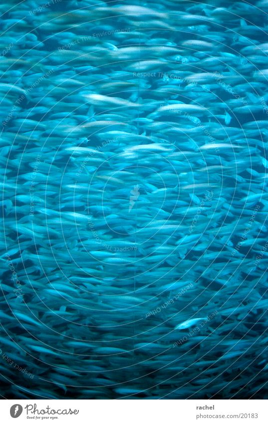 Fischtank Farbfoto Innenaufnahme Bewegungsunschärfe Stil Freiheit Meer Wasser Aquarium Schwarm Zusammensein tauchen dunkel einzigartig rund blau Sicherheit