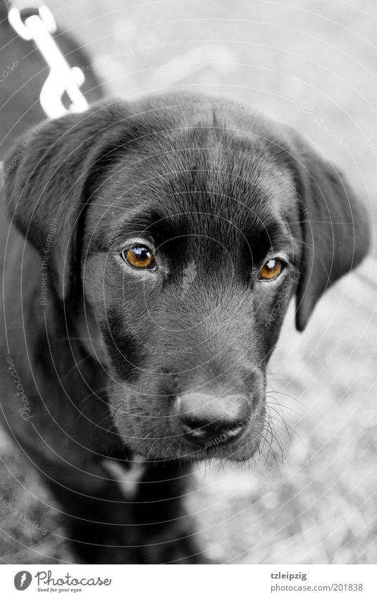 Schau mir in die Augen Kleines Tier Hund 1 Tierjunges loyal Sympathie Neugier entdecken Vertrauen Labrador Welpe braunes Auge Farbfoto Schwarzweißfoto
