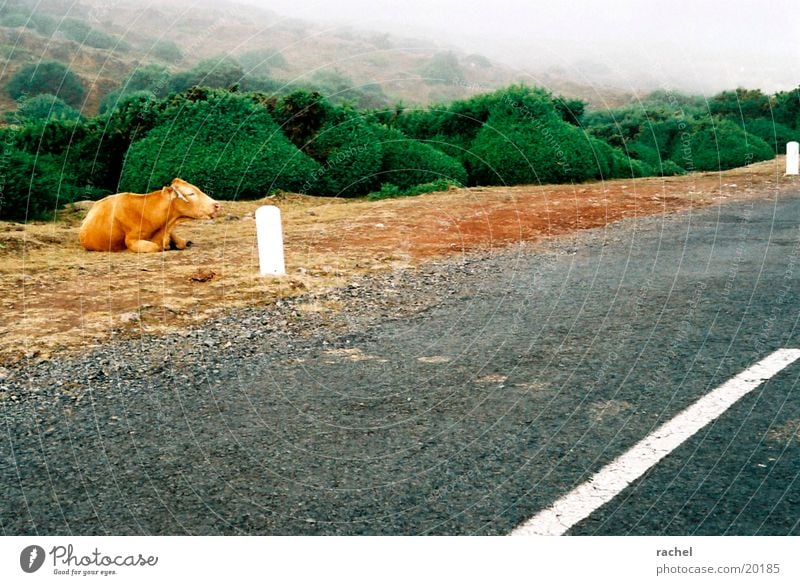 Kühe im Nebel Farbfoto Außenaufnahme Natur Landschaft Erde Sand Wolken schlechtes Wetter Sträucher Hügel Verkehrswege Autofahren Straße Nutztier Kuh 1 Tier