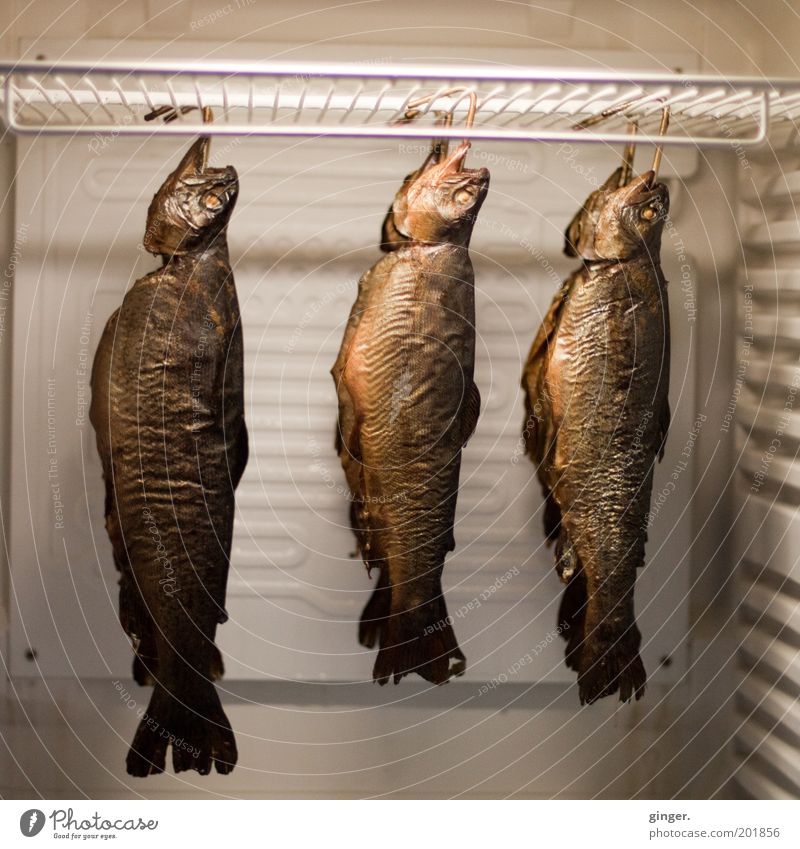Heute mal Fisch geräuchert! Lebensmittel Ernährung hängen Räucherforelle abgehangen Gitterrost Kühlschrank konservieren Vorrat Forelle grotesk außergewöhnlich