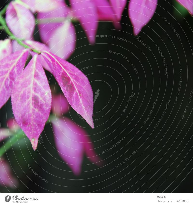 Magenta Sommer Pflanze Blume Sträucher Blatt Garten rosa Farbe Farbfoto mehrfarbig Außenaufnahme Menschenleer Textfreiraum rechts Textfreiraum unten
