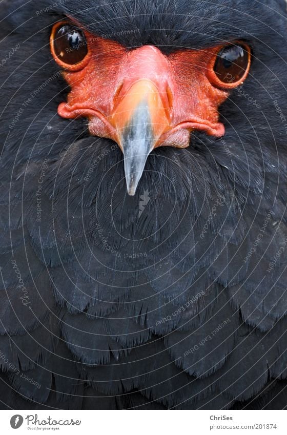 Der Gaukler schaut: Terathopius ecaudatus Natur Tier Wildtier Vogel Tiergesicht 1 Blick rot schwarz Auge Schnabel Feder Greifvogel Gauklervogel Sehvermögen