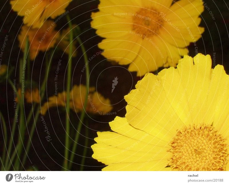Blüten, Anschnitt Pflanze Blume gelb Unschärfe dunkel Nahaufnahme