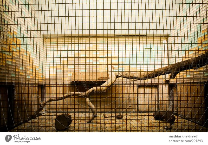SCHÖNER WOHNEN Zoo eckig Käfig gefangen Gitter Baumstamm klein eng trist Fliesen u. Kacheln Farbe leer ausgeflogen katzenhaus Raum Gehege Farbfoto mehrfarbig