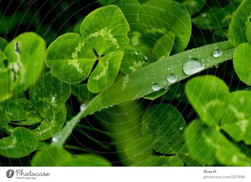 Nach dem Regen Natur Landschaft Pflanze Frühling Wetter schlechtes Wetter Gras Klee Kleeblatt Glücksklee authentisch frisch nass positiv grün Gefühle