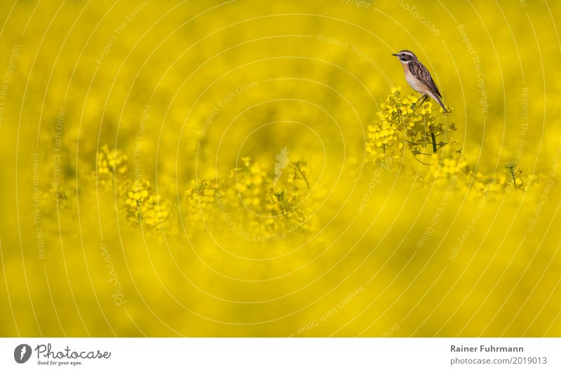 ein Braunkehlchen sitzt in einem blühenden Rapsfeld Umwelt Natur Pflanze Tier Nutzpflanze Feld "Singvogel Braunkehlchen" 1 Frühlingsgefühle Begeisterung