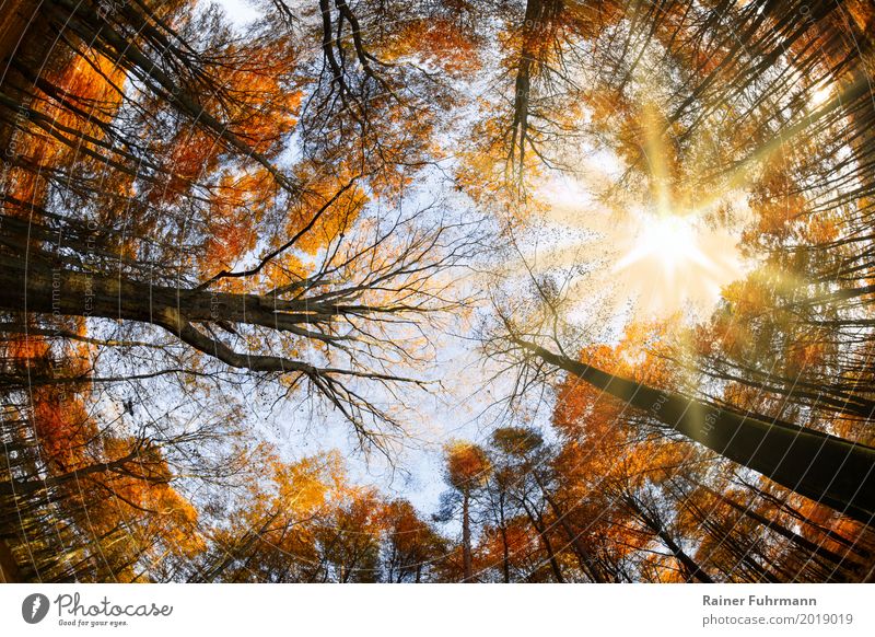 ein Blick in die Kronen eines herbstlichen Buchenhochwaldes Umwelt Natur Pflanze Sonne Sonnenlicht Baum Wald Glück Zufriedenheit Glaube Religion & Glaube