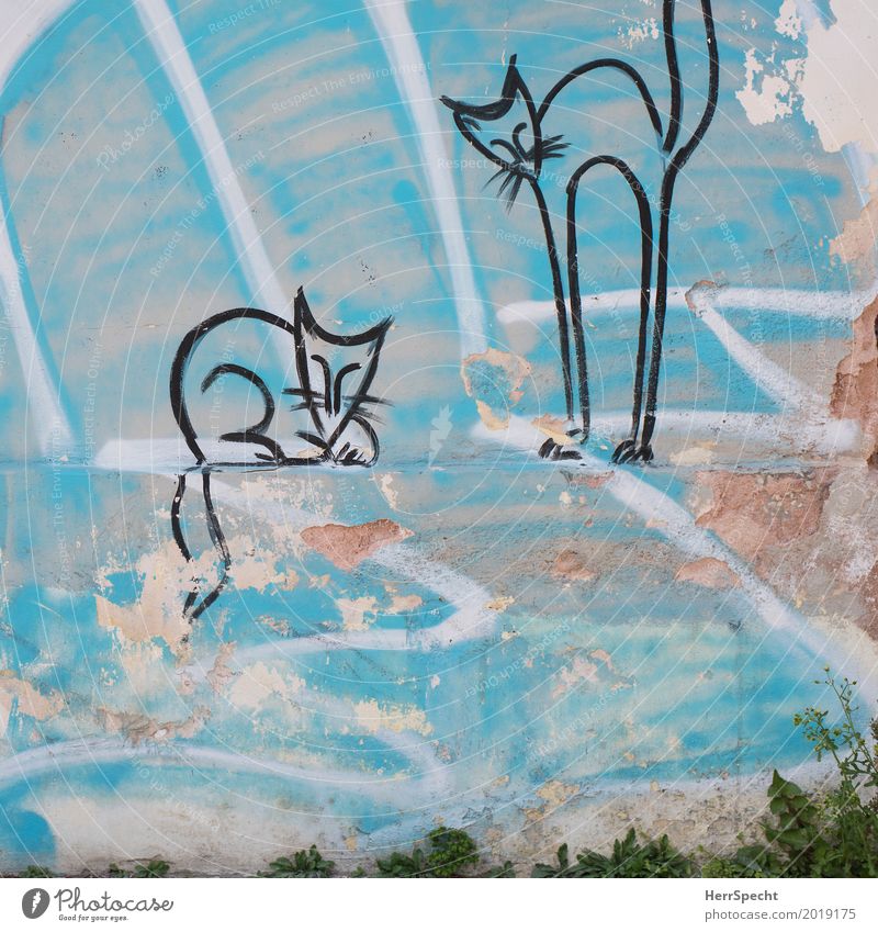 Katzenpaar Jugendkultur Gebäude Mauer Wand Fassade 2 Tier Graffiti trashig unten türkis Freundschaft Zusammensein Tierliebe Straßenkunst abbröckeln Putz alt