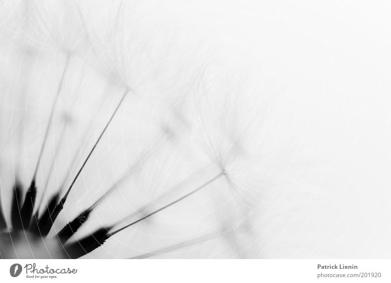 just another dandelion Natur Löwenzahn Samen verbreiten schwarz weiß Strukturen & Formen klein Pflanze schön zerbrechlich stecken traumhaft Schwarzweißfoto