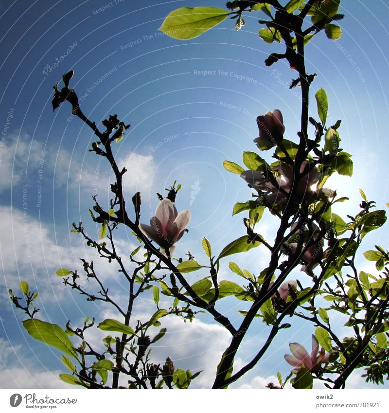 Frühling im Fläming Umwelt Natur Pflanze Luft Himmel Wolken Sonne Klima Schönes Wetter Baum Blatt Blüte Grünpflanze Wildpflanze exotisch Magnolienbaum