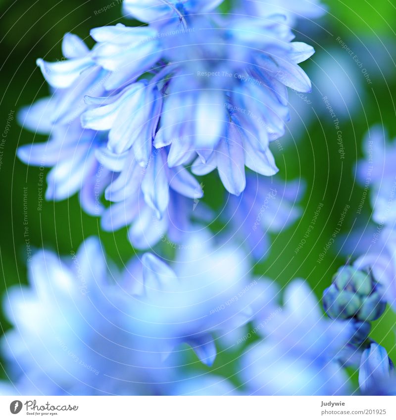 Zartes Blau Umwelt Natur Frühling Sommer Pflanze Blume Blüte Garten Park Blühend Wachstum Duft schön blau grün ästhetisch Glück Idylle rein Farbfoto