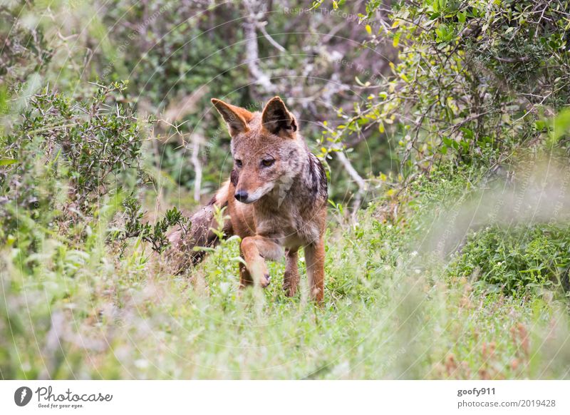 Der Schakal Umwelt Natur Landschaft Frühling Sommer Wärme Dürre Pflanze Gras Sträucher Grünpflanze Savanne Südafrika Afrika Menschenleer Tier Wildtier Hund