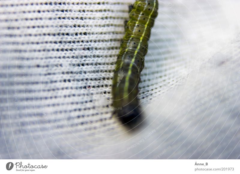Es kreucht und fleucht Tier Stoff 1 krabbeln niedlich Geschwindigkeit gelb grün weiß gefräßig Raupe Tuch Insekt Farbfoto Außenaufnahme Strukturen & Formen