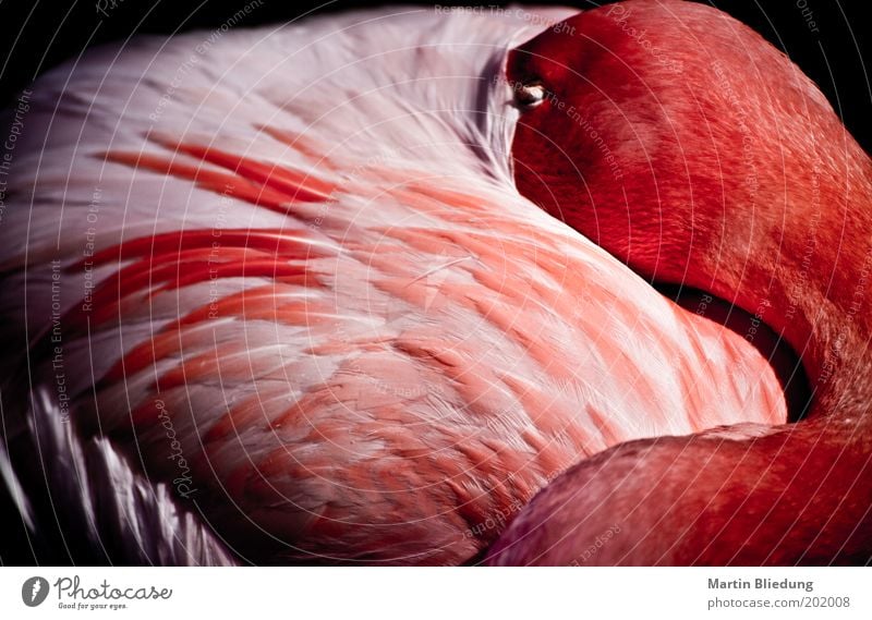 sleepmode Tier Wildtier Flamingo Flügel 1 Erholung genießen liegen schlafen träumen glänzend kuschlig natürlich wild weich rosa rot weiß Gefühle Zufriedenheit