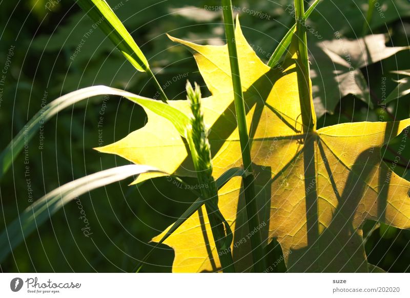 Lichtblick Umwelt Natur Landschaft Pflanze Gras Blatt leuchten ästhetisch gelb gold grün Gefühle Jahreszeiten Ahornblatt herbstlich Herbstlaub Halm Farbfoto