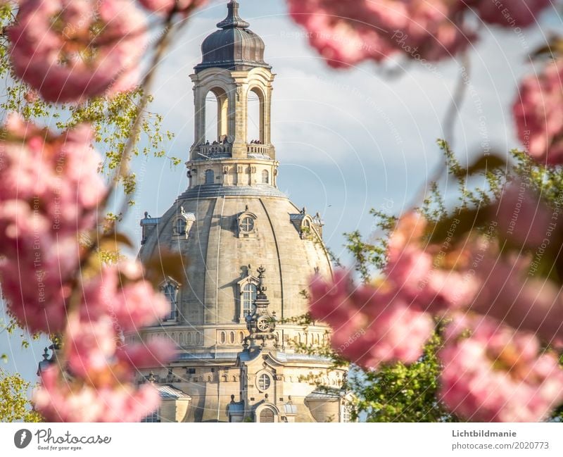 Frauenkirche Dresden im Frühling Tourismus Sightseeing Städtereise Mensch Architektur Kultur Pflanze Wolken Schönes Wetter Baum Blüte Kirschblüten Elbufer
