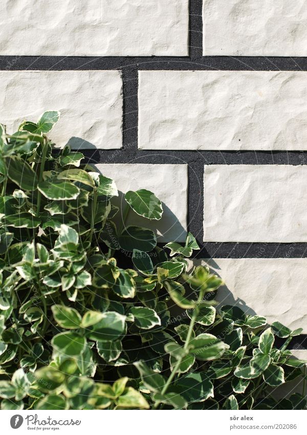 Neubausiedlungs-Fassade Pflanze Sträucher Blatt Grünpflanze Kletterpflanzen Mauer Wand Backstein Fuge Stein Wachstum eckig trist grün schwarz weiß