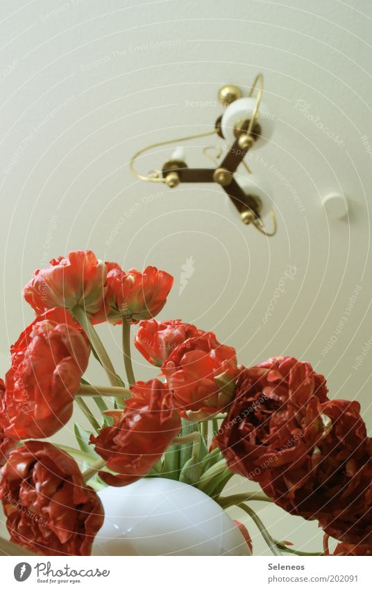 Tulpen Stil Design Wohnung Dekoration & Verzierung Raum Blume Blüte Blühend hängen ästhetisch frisch rot weiß Duft Lampe Beleuchtung Glühbirne Vase Farbfoto