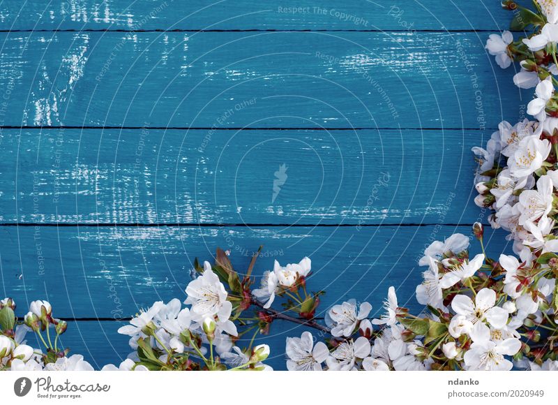 Niederlassung eines Kirschbaums mit weißen Blumen Natur Pflanze Baum Blüte Blumenstrauß Holz hell retro blau Kirsche Hintergrund Ast Frühling Blütenblatt