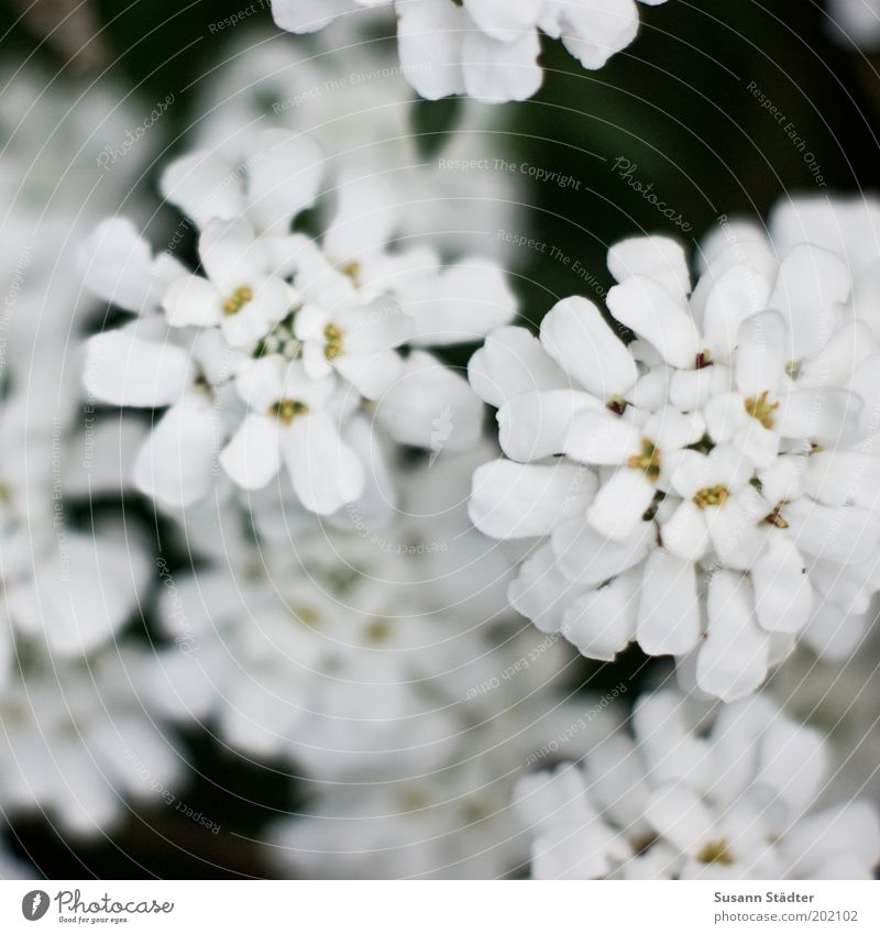 Blümchen ausm Garten Natur Pflanze Sommer Sträucher Blühend rund weiß Schönes Wetter Wachstum leuchten klein Schleifenblumen Gedeckte Farben Außenaufnahme
