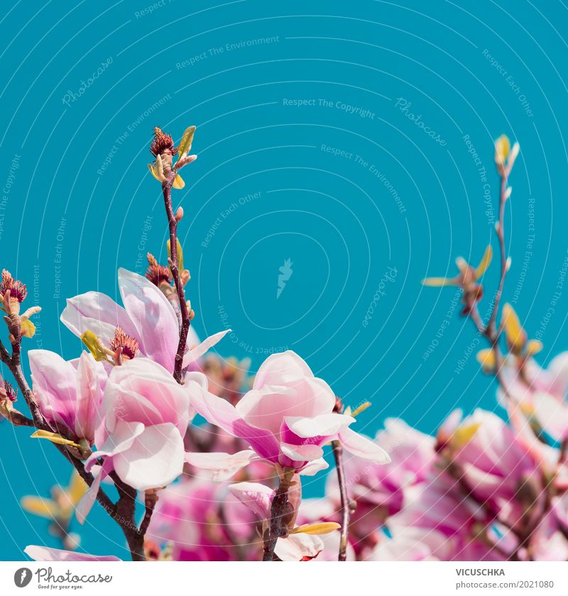 Rosa Magnolie Blüten Lifestyle Design exotisch Garten Natur Pflanze Himmel Sonnenlicht Frühling Sträucher Blatt Park Blühend blau rosa Magnoliengewächse