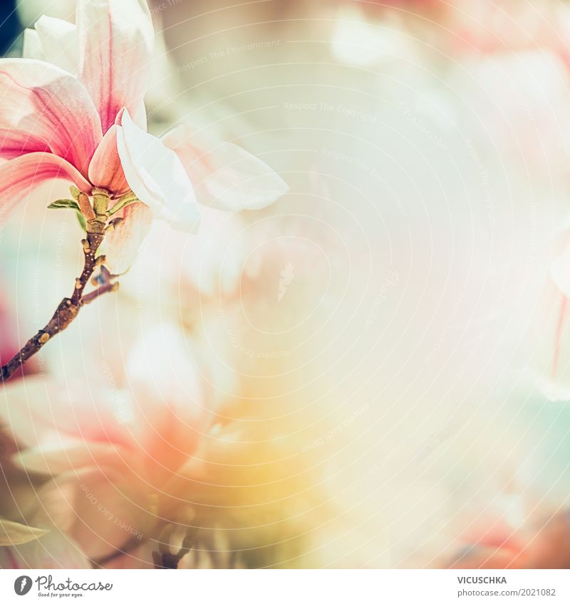 Wunderschöne Magnolienblüte im Sonnenlicht Design Leben Sommer Garten Natur Pflanze Frühling Schönes Wetter Blume Blatt Blüte Park Blühend weich rosa