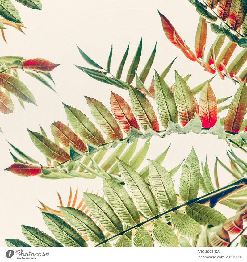 Schöne Herbsblätter Stil Design Garten Natur Pflanze Sommer Herbst Schönes Wetter Blatt Park Dekoration & Verzierung schön rot grün Laubbaum Farbfoto