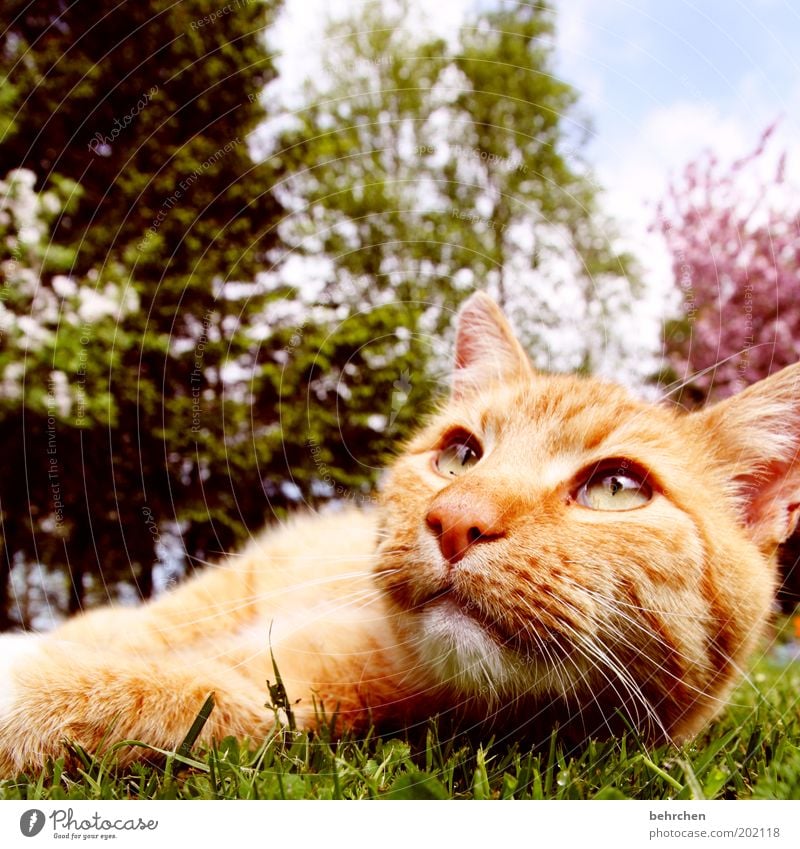 wat, is schon wieder montag? Natur Schönes Wetter Baum Gras Sträucher Tier Haustier Katze Tiergesicht 1 geduldig ruhig Hauskatze Auge Nase Ohr Maul Schnurren