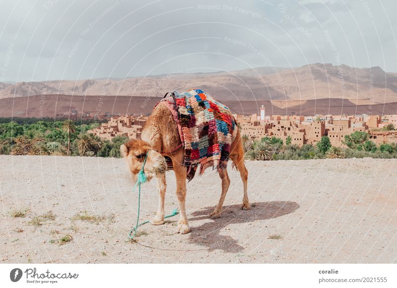 Wüstentaxi Oase Kamel Dromedar warten Marokko Kamelmarkt Kamelhöcker Teppich Urlaubsfoto Ferien & Urlaub & Reisen Reisefotografie Naher und Mittlerer Osten