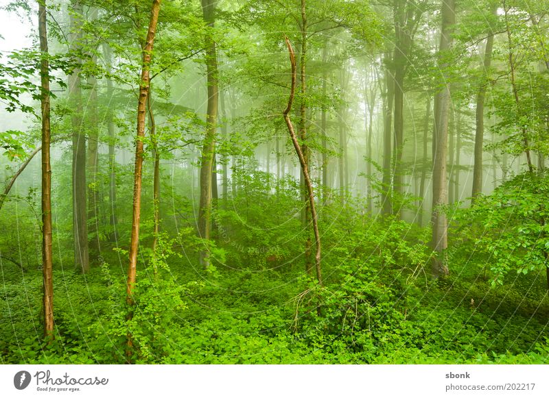 Jungelfieber Sommer Umwelt Natur Landschaft Pflanze Nebel Baum Sträucher Farn Wald Urwald frisch nass grün Farbfoto Außenaufnahme Menschenleer Lichterscheinung