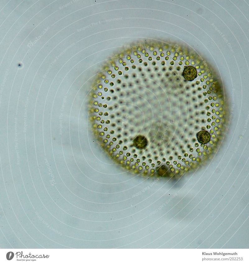 Volvoxalge ca. 100fach vergrößert im Durchlicht Natur Wassertropfen Grünpflanze Grünalge nass rund blau gelb grün Präzision Mikrofotografie Geißeln Geißelzellen