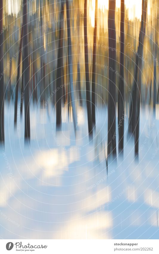 Winterwald Wald Unschärfe Bewegungsunschärfe Arktis Schnee Baum Licht abstrakt