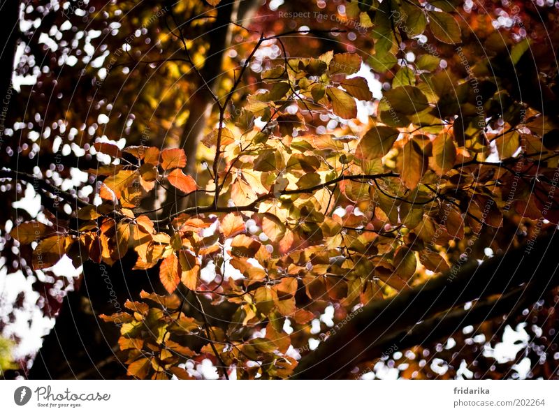 goldene aussicht Natur Landschaft Herbst Pflanze Baum Blatt Wald Erholung Wachstum Leben Umwelt Farbfoto Außenaufnahme Tag Lichterscheinung Sonnenlicht