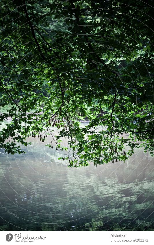ein tag am teich Pflanze Urelemente Luft Frühling Sommer Baum Blatt Grünpflanze Wellen Seeufer Flussufer Teich Erholung hängen kalt blau grün Farbfoto