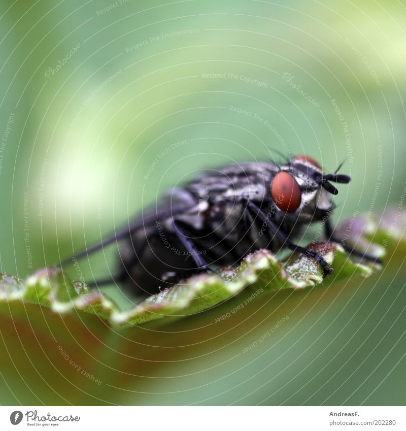 Fliege Umwelt Natur Tier 1 nah grün Farbfoto Nahaufnahme Detailaufnahme Makroaufnahme Textfreiraum oben Blick in die Kamera Blatt