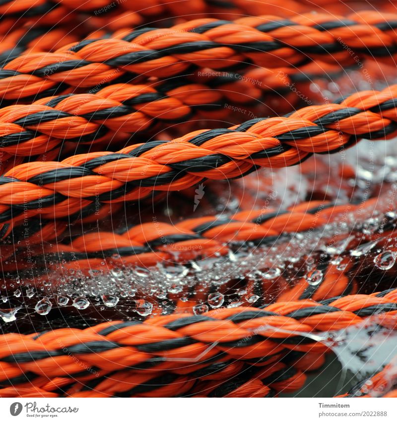 Tau Tau. Seil Kunststoff Wasser einfach orange schwarz Wassertropfen nass fest geflochten Spinngewebe Farbfoto Außenaufnahme Nahaufnahme Menschenleer Tag