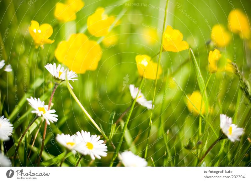 Flauer Pauer Wohlgefühl Zufriedenheit Erholung ruhig Duft Ausflug Umwelt Pflanze Frühling Sommer Schönes Wetter Blume Gras Blüte Grünpflanze Wildpflanze
