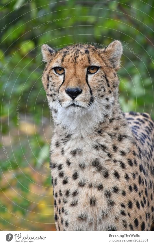 Schließen Sie herauf Porträt des Gepards Kamera betrachtend Sommer Natur Tier Wildtier Katze Zoo 1 laufen Blick stehen wild grün Vorderseite Aussicht