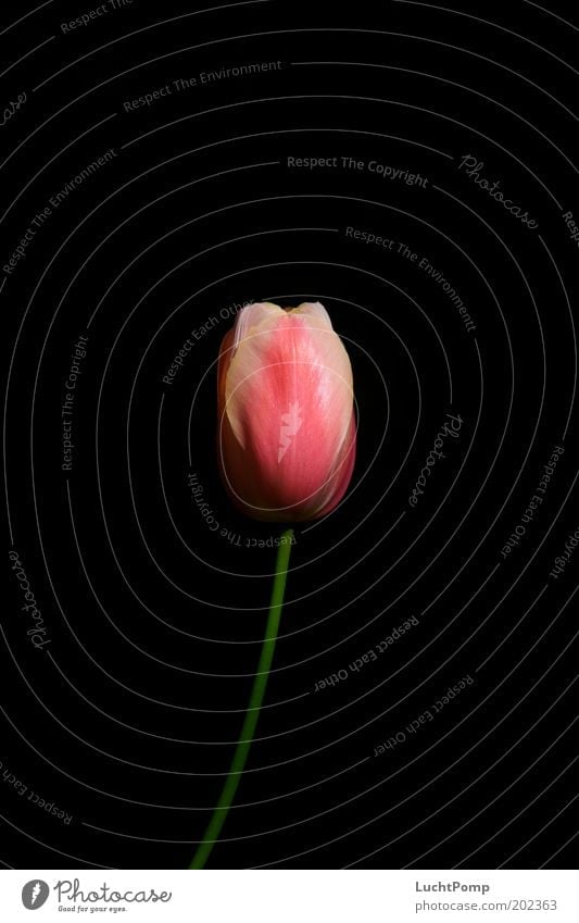 Zart edel schwarz Tulpe Tulpenblüte Stengel Blütenblatt rosa grün dünn zart Sommer Frühling Hintergrund neutral Licht Vergänglichkeit frisch Blume dunkel
