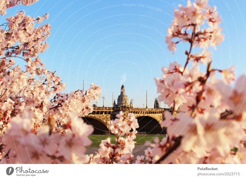 #AS# Dresdner Blüte Kunst ästhetisch Dresden Kirschblüten Barock rosa Idylle friedlich Brücke Elbtalaue Elbufer Elbbrücke Farbfoto Gedeckte Farben mehrfarbig