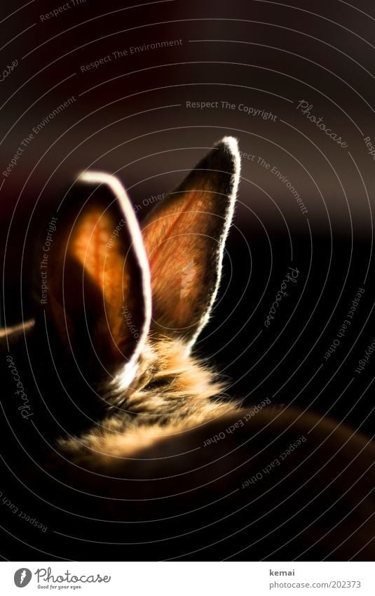 Heiße Ohren Tier Haustier Fell Hase & Kaninchen Zwergkaninchen Gefäße Hasenohren 1 hören leuchten sitzen dunkel glänzend groß hell weich braun schwarz