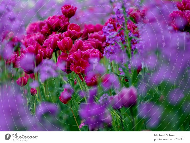 Tulpen Pflanze Blüte Tulpenblüte violett Blumenteppich Blumenbeet Blütenblatt viele Unschärfe Farbfoto mehrfarbig Außenaufnahme Menschenleer Tag rot