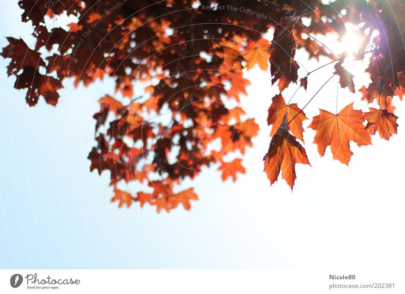 roter ahorn im gegenlicht II Umwelt Natur Wolkenloser Himmel Sonnenlicht Baum Park ruhig Ahorn Ahornblatt Ahornzweig Herbst Herbstlaub herbstlich Herbstfärbung