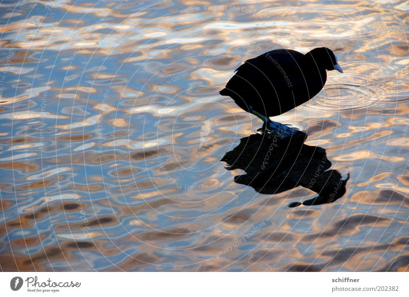 Rallenschatten Tier Wasser Teich See Vogel 1 gehen dick klein Neugier rund schwarz Gelassenheit Watvögel Teichhuhn Romantik Nahrungssuche Wasseroberfläche