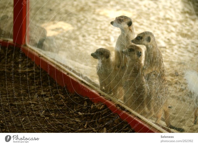 Durchblick Ferien & Urlaub & Reisen Tourismus Ausflug Freiheit Tier Wildtier Tiergesicht Zoo Erdmännchen Nagetiere Tiergruppe Glas beobachten dreckig Neugier