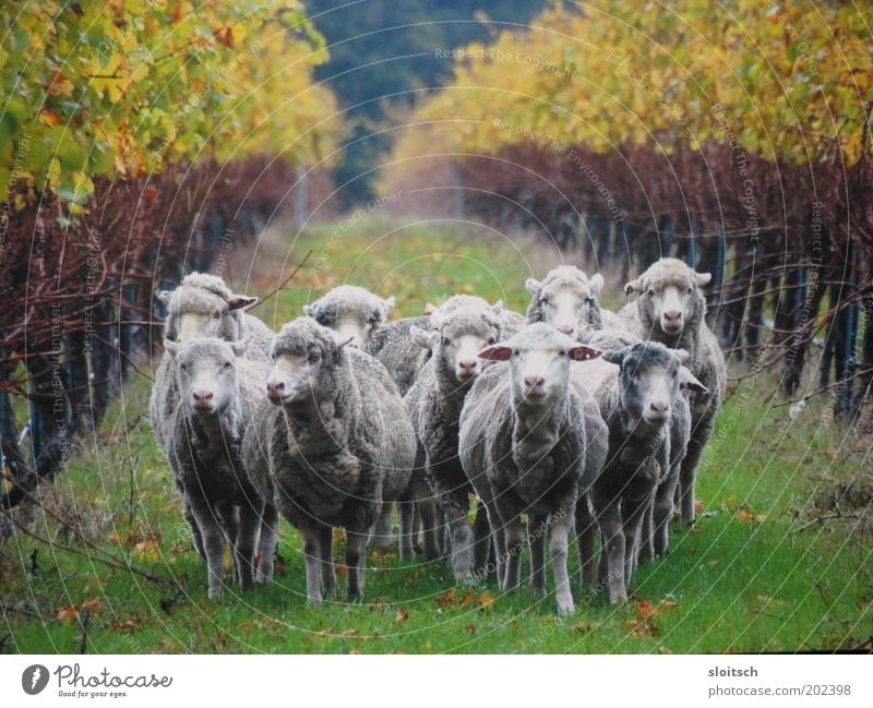 mähhhh Nutztier Tiergruppe Herde Kraft Team Wege & Pfade Tierporträt Schaf Wolle Viehzucht Zusammenhalt Zusammensein