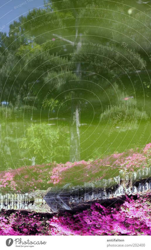 Japanischer Garten Umwelt Natur Landschaft Pflanze Wasser Himmel Frühling Sommer Schönes Wetter Wärme Baum Blume Park Wiese Teich Düsseldorf Stadtrand