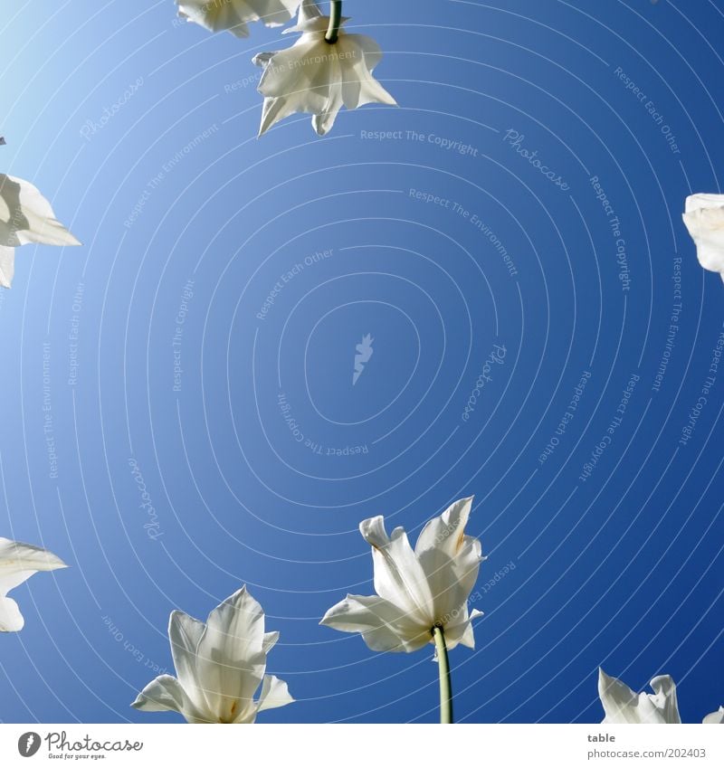 Sommerhimmel Stil schön Natur Pflanze Wolkenloser Himmel Frühling Schönes Wetter Blume Tulpe Blüte Garten Park Wachstum ästhetisch blau grün weiß Liliengewächse