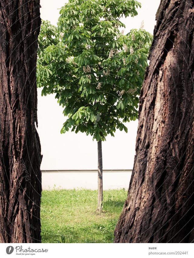 Zwischenraum Umwelt Natur Baum Wiese stehen Wachstum groß klein stark braun grün Baumstamm Kastanienbaum Baumrinde Spalte eng Pflanze Baumkrone nachhaltig